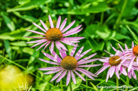 Purple Coneflower 3 Horizontal