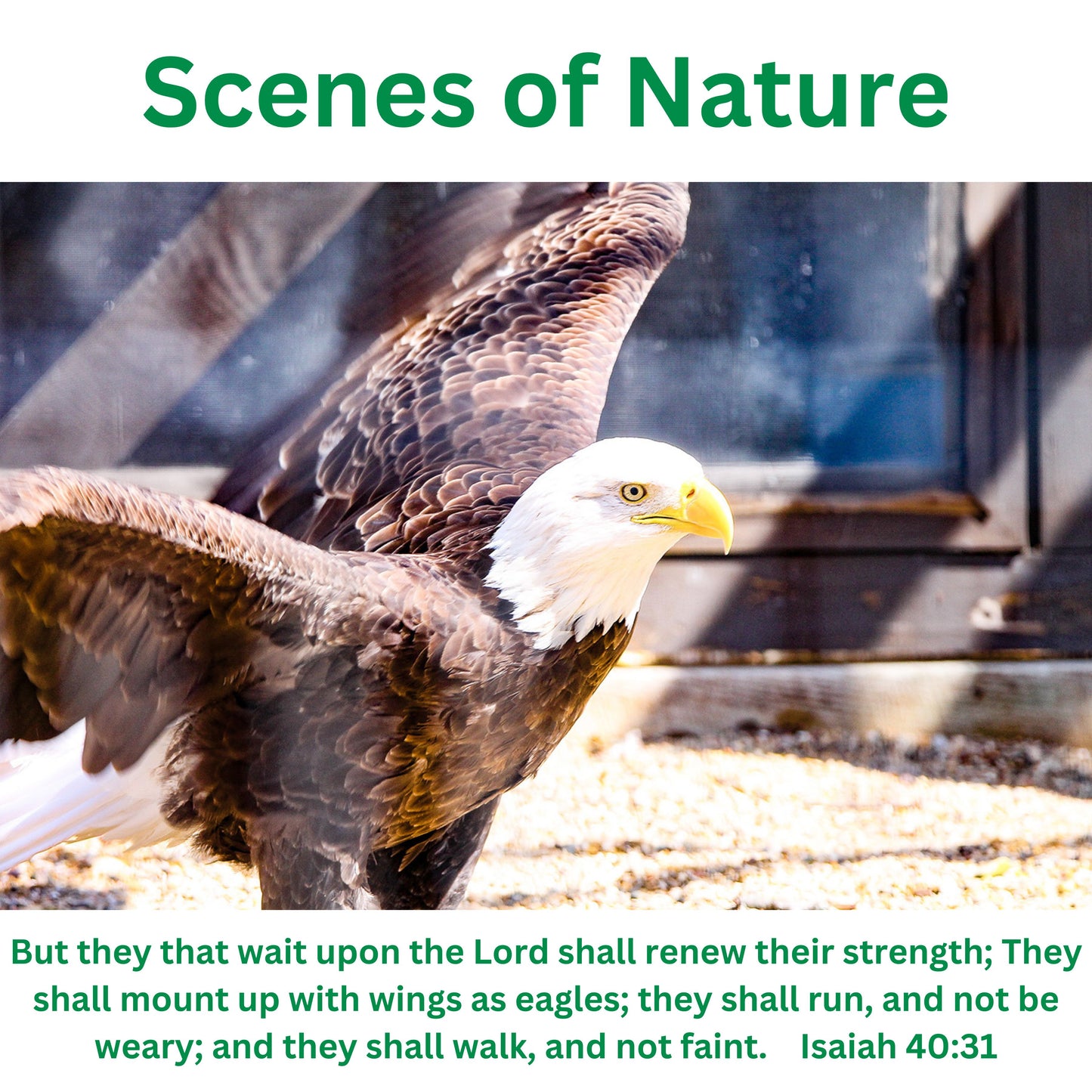 Adult T-shirt Comfort Colors 1717 Scenes of Nature Front Only