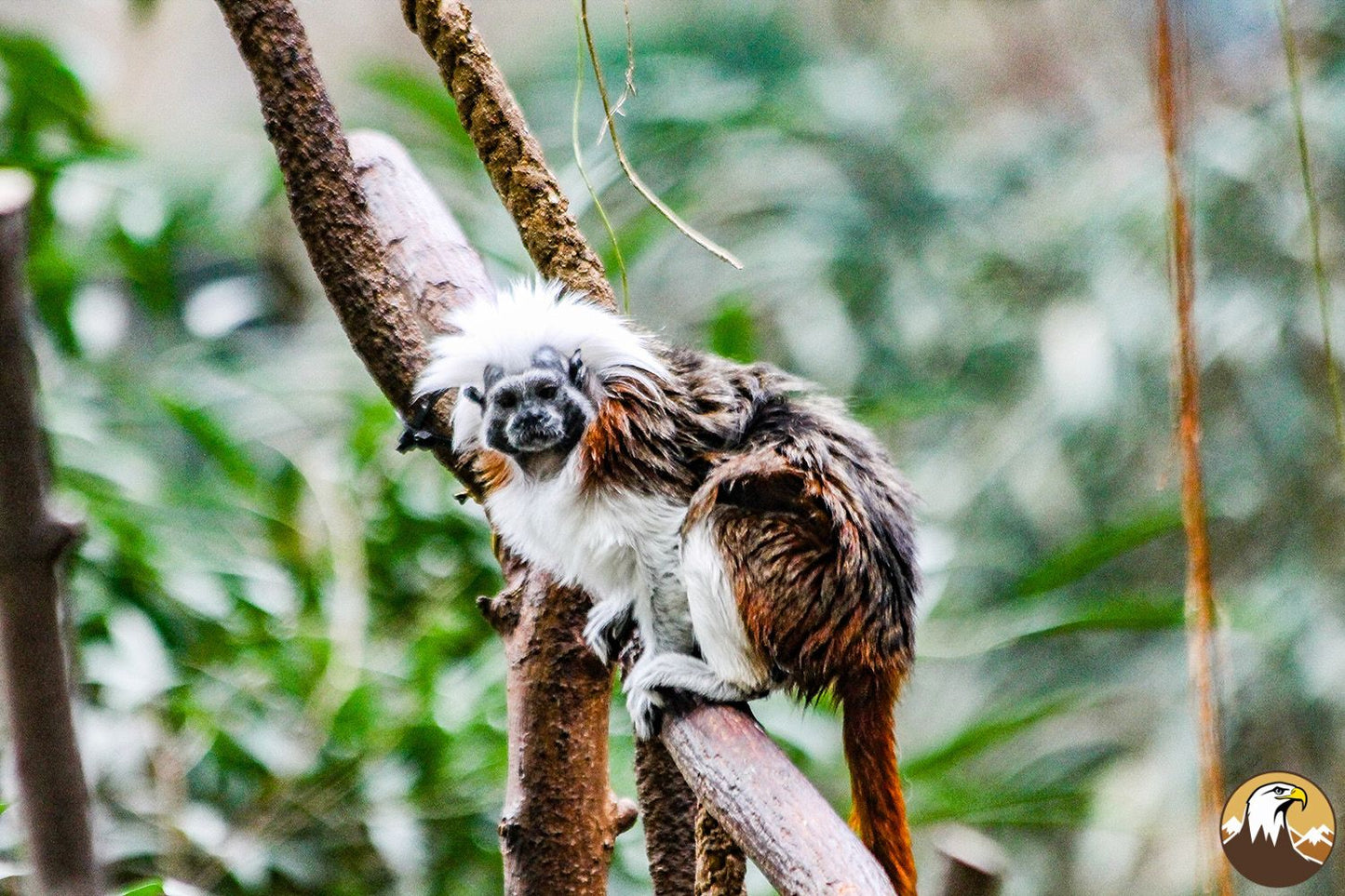 Cotton-topped Tamarin 2 1500X1000