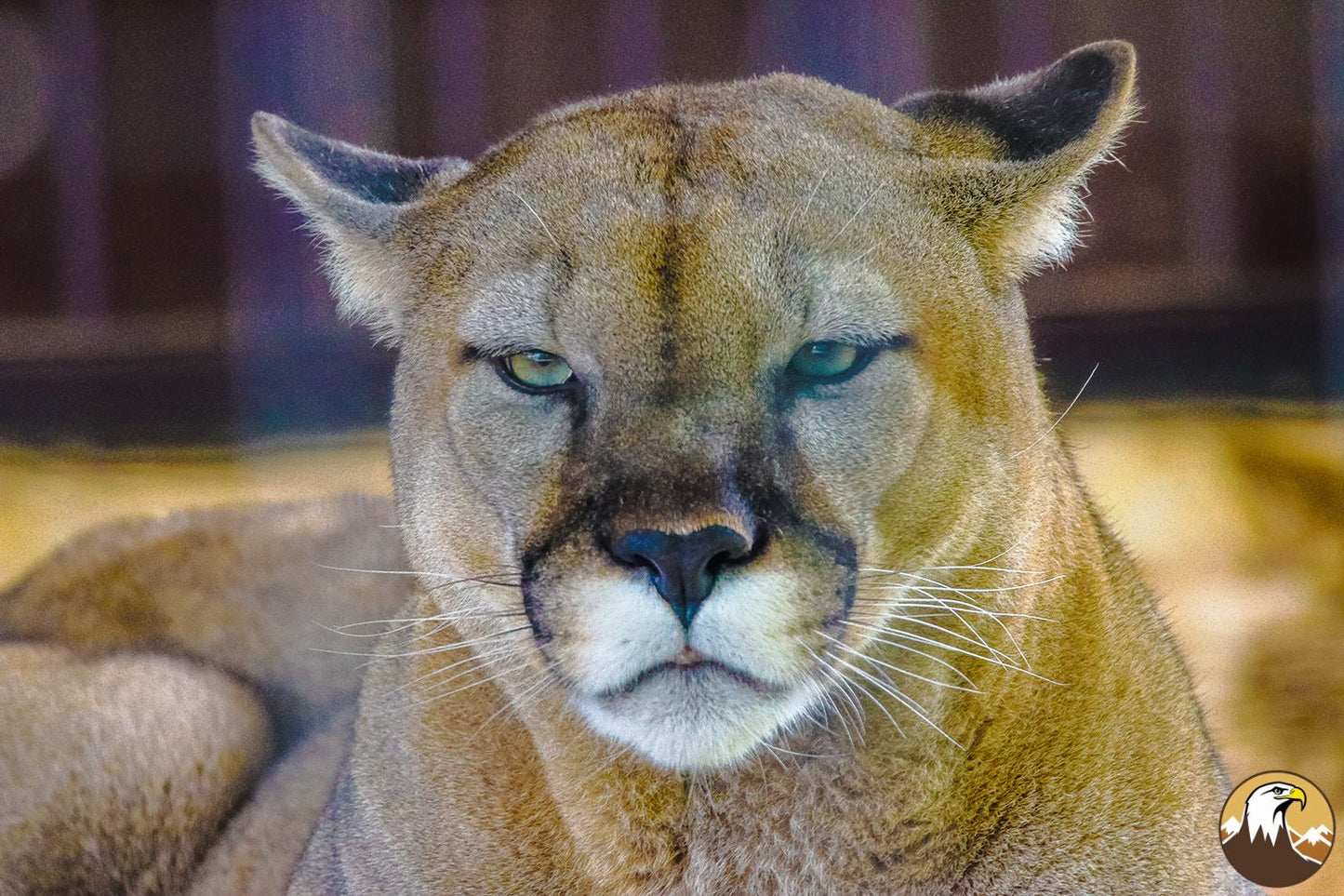 Cougar 2 1500X1000