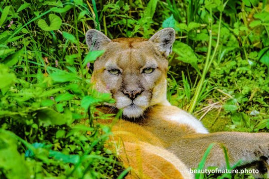 Cougar 3 Horizontal