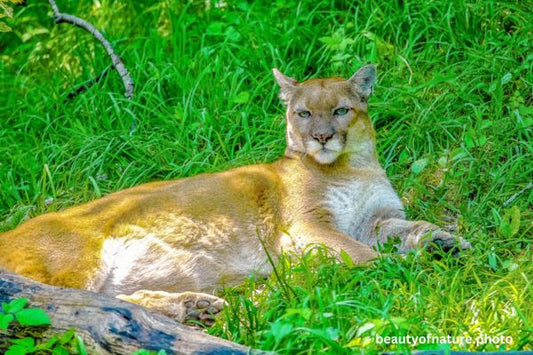 Cougar 4 Horizontal