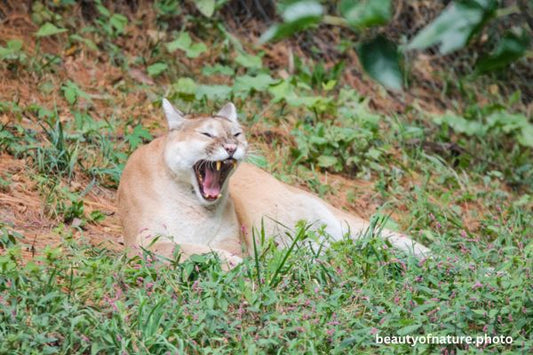 Cougar 8 Horizontal