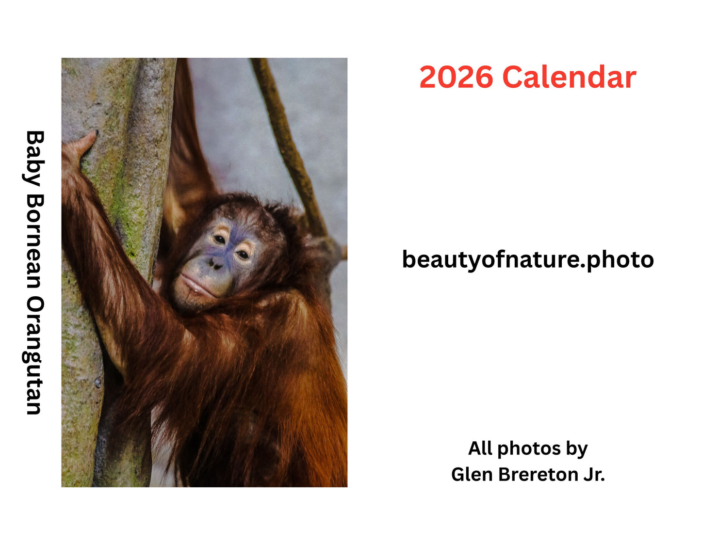 2026 Wall Calendar