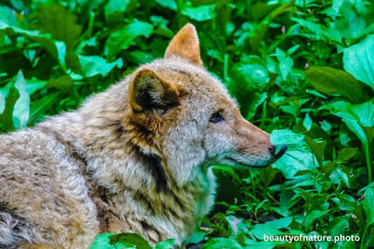 Coyote 1 Horizontal