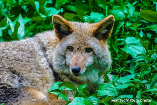 Coyote 2 Horizontal