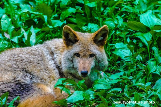 Coyote 3 Horizontal