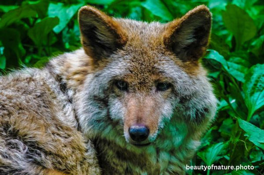 Coyote 4 Horizontal