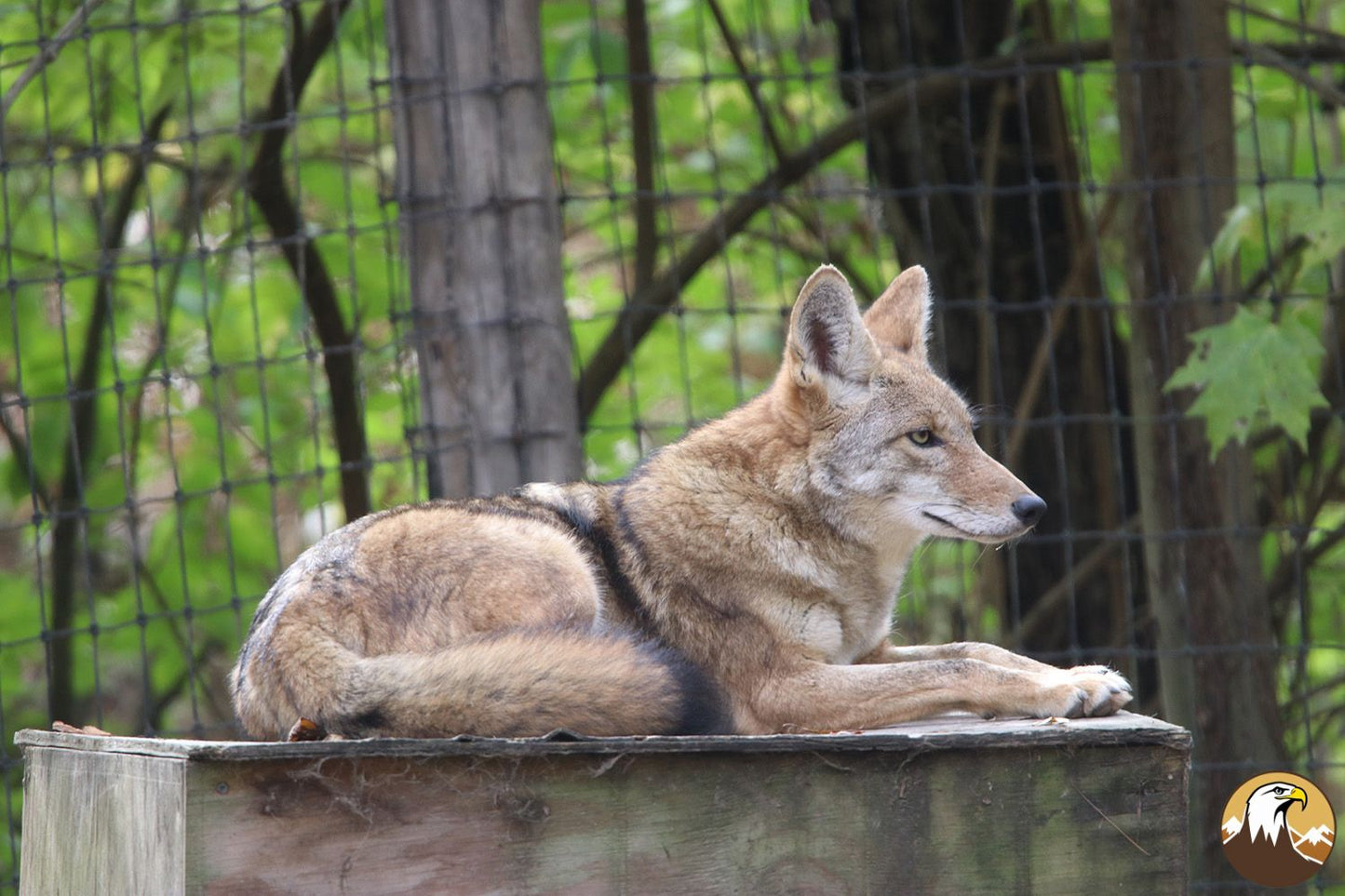 Coyote 6 1500X1000