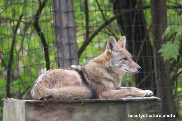 Coyote 6 Horizontal