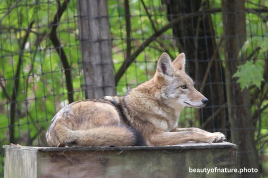 Coyote 6 Horizontal
