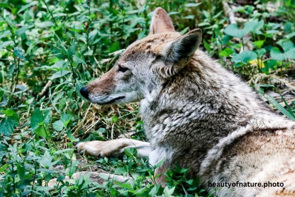 Coyote Portrait 23-9174 Horizontal Early Access Q4 2025