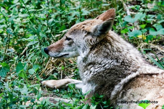 Coyote Portrait 23-9176 Horizontal