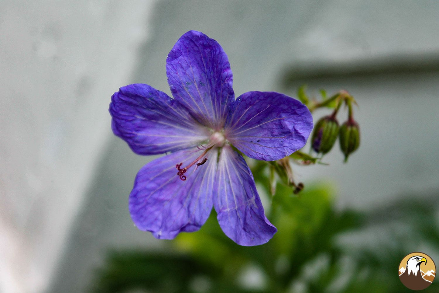 Cranesbill 1500X1000