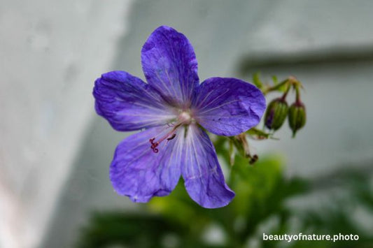 Cranesbill Horizontal