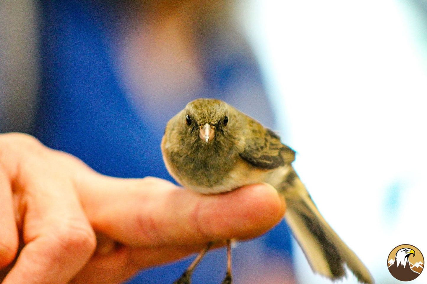 Dark-eyed Junco 1 1500X1000