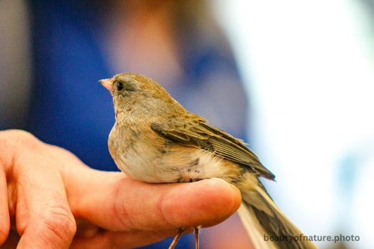 Dark-eyed Junco 2 Horizontal
