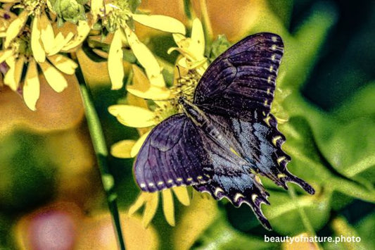 Dark Morph Eastern Tiger Swallowtail Horizontal