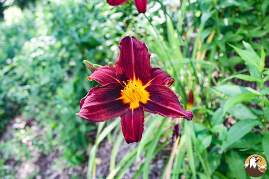 Day Lily 1 1500X1000