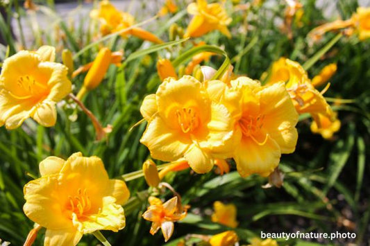 Day Lily 2 Horizontal