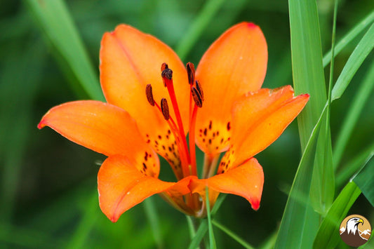 Day Lily 3 1500X1000