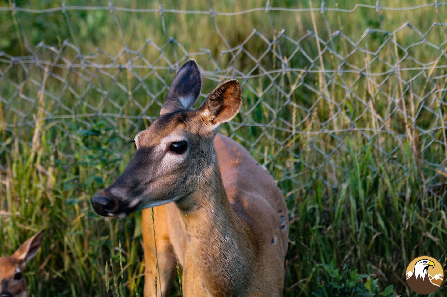 Deer 17 1500X1000