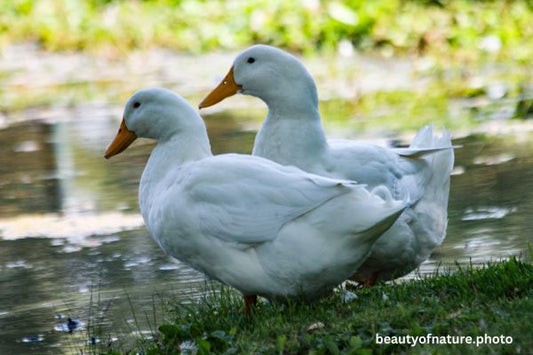 Domestic Duck Horizontal