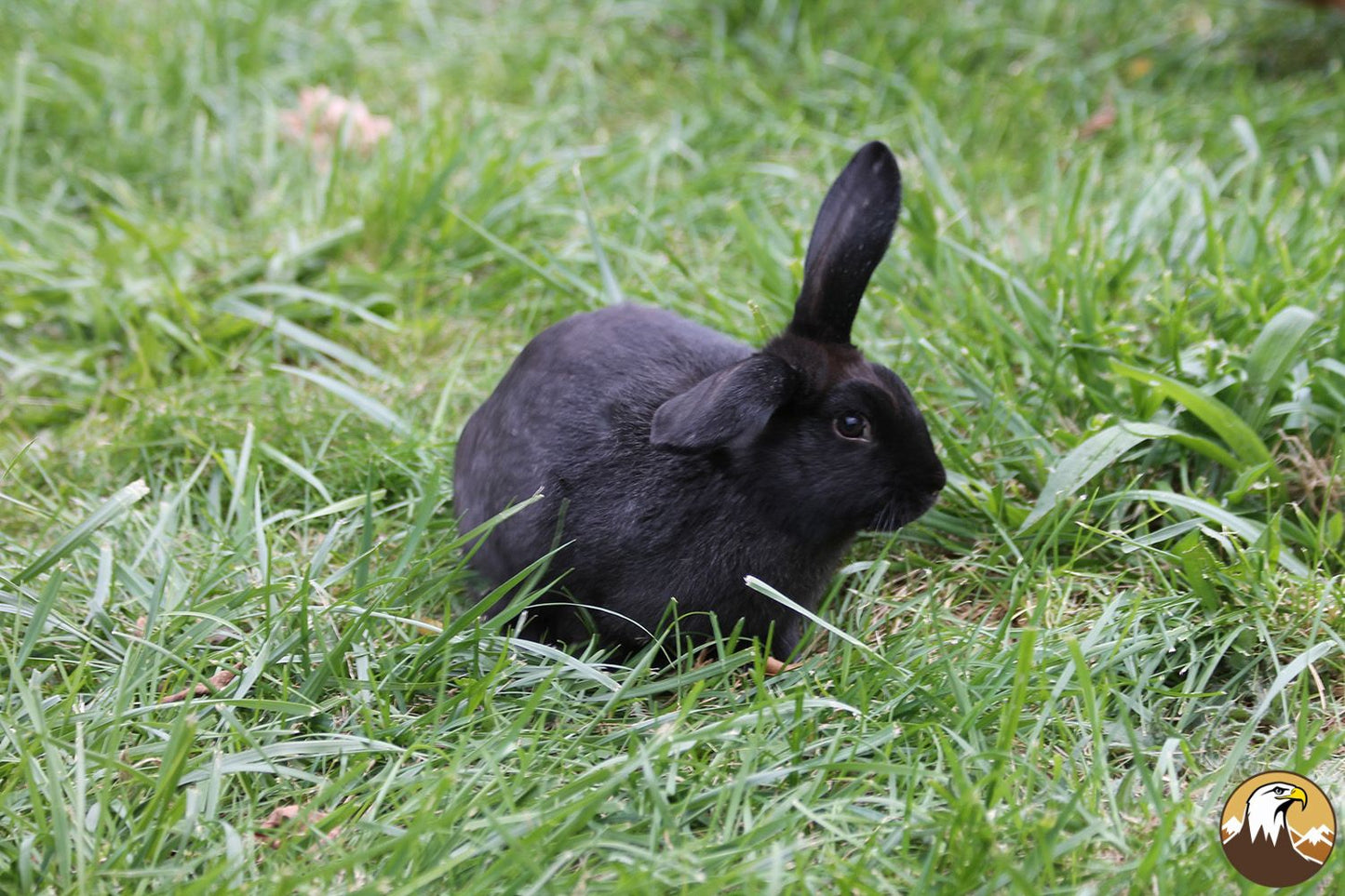 Domestic Rabbit 3 1500X1000