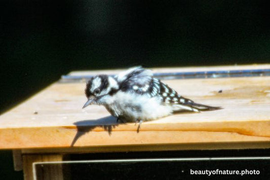 Downy Woodpecker 1 Horizontal