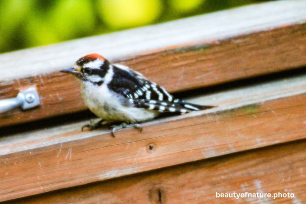 Downy Woodpecker 2 Horizontal