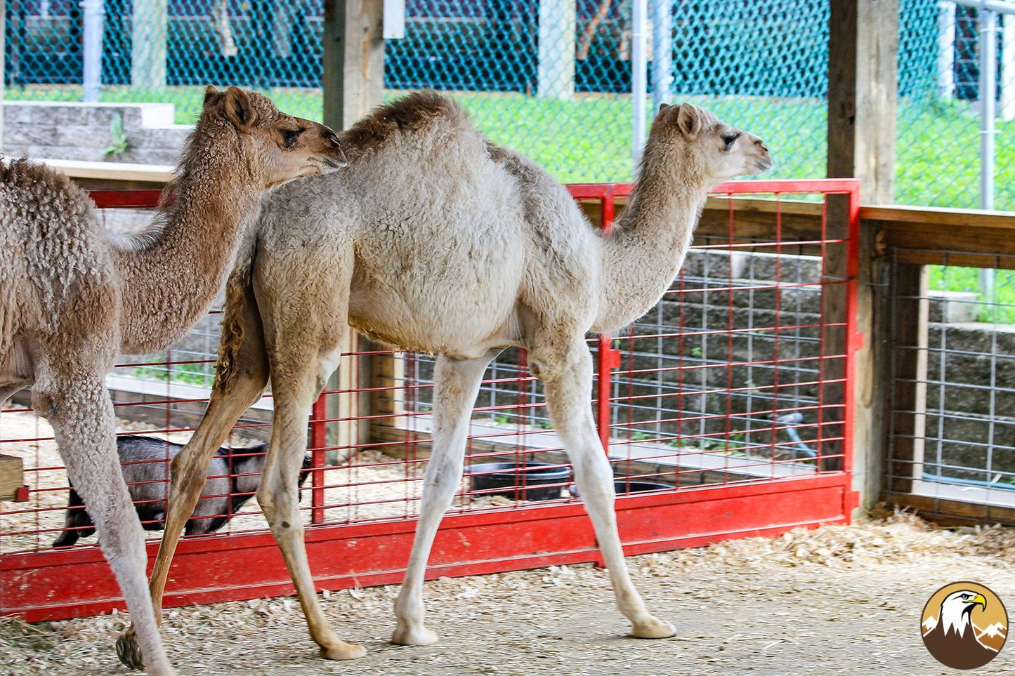 Dromedary Camel 1 1500X1000