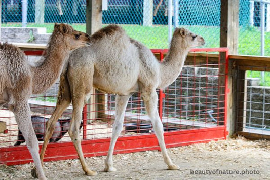 Dromedary Camel 1 Horizontal