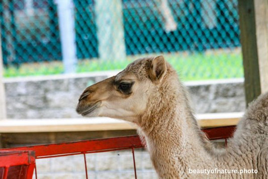 Dromedary Camel 2 Horizontal