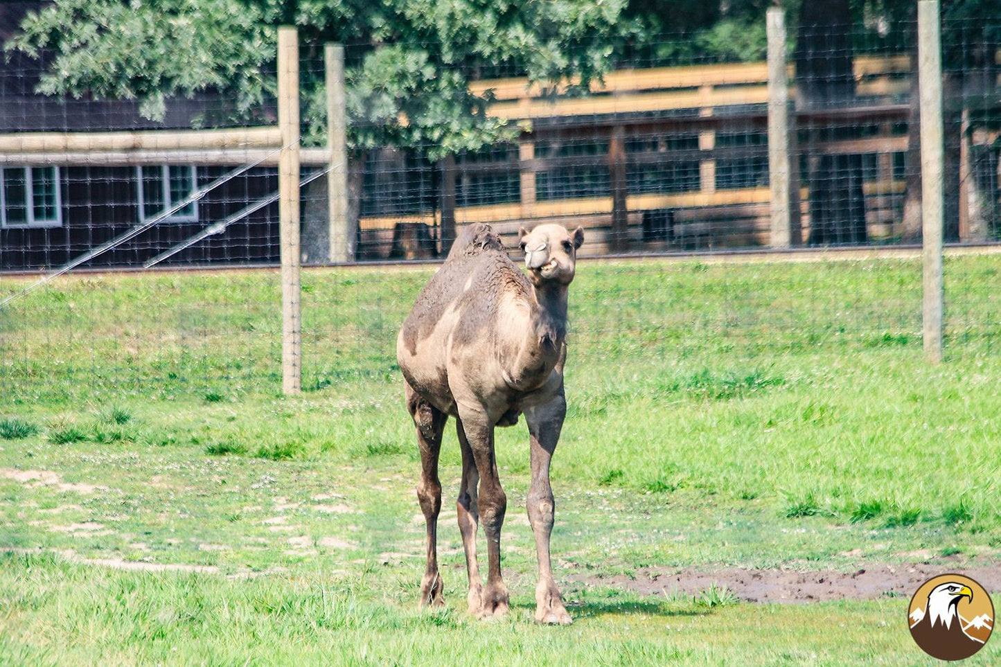 Dromedary Camel 3 1500X1000