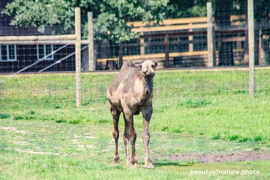 Dromedary Camel 3 Horizontal