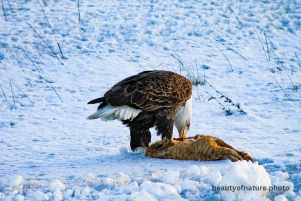 Bald Eagle Eating Roadkill 11 Horizontal