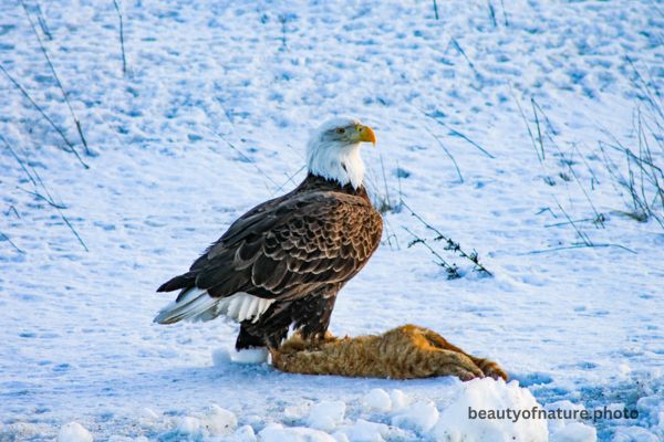 Bald Eagle Eating Roadkill 13 Horizontal