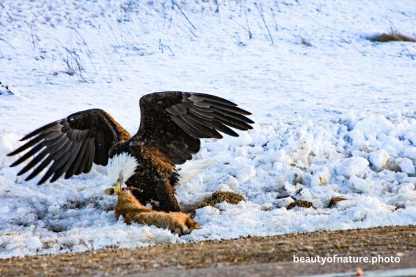 Bald Eagle Eating Roadkill 1 Horizontal