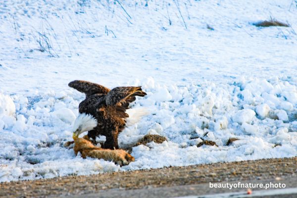 Bald Eagle Eating Roadkill 2 Horizontal