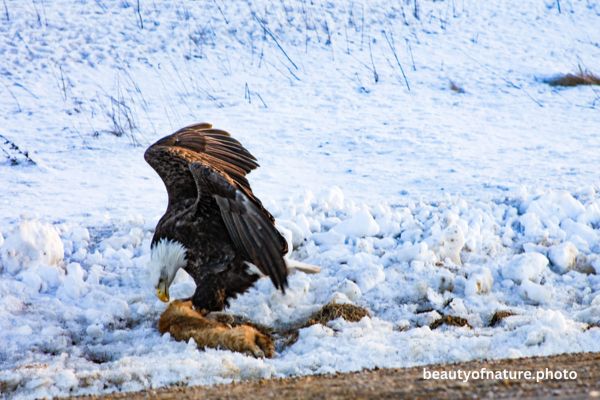 Bald Eagle Eating Roadkill 3 Horizontal