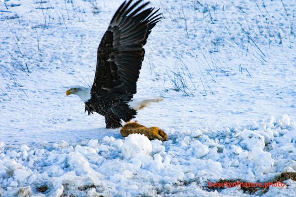 Bald Eagle Eating Roadkill 4 Horizontal