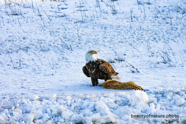Bald Eagle Eating Roadkill 5 Horizontal