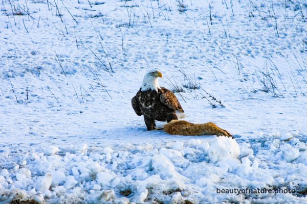Bald Eagle Eating Roadkill 7 Horizontal