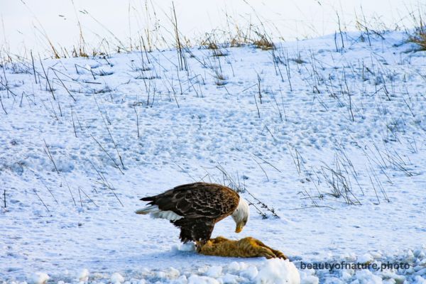Bald Eagle Eating Roadkill 8 Horizontal