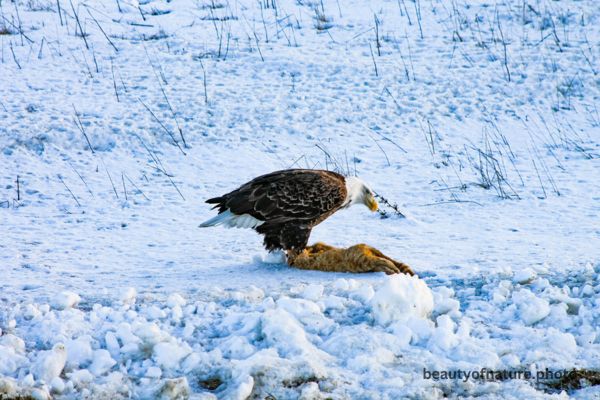 Bald Eagle Eating Roadkill 9 Horizontal