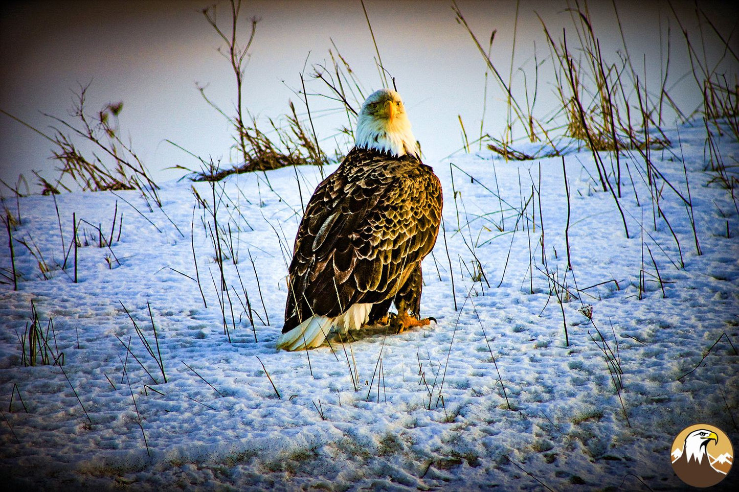 Eagle Facing 1 1500X1000