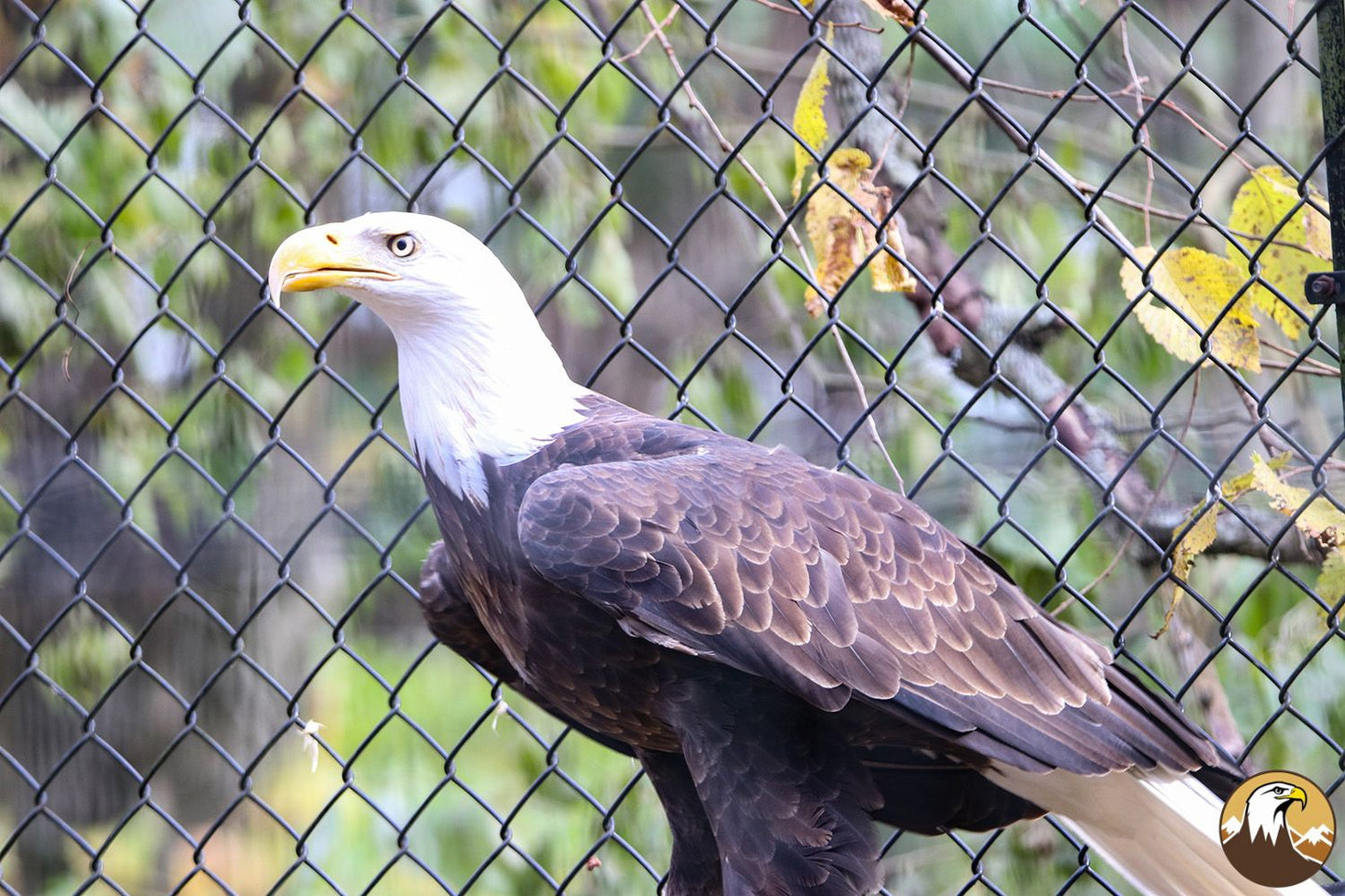 Eagle Profile 4 1500X1000