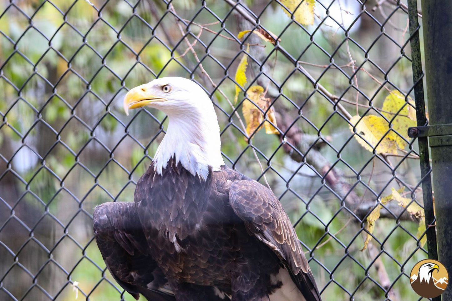 Eagle Profile 5 1500X1000