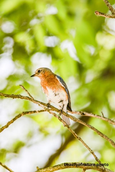 Eastern Bluebird Portrait 23-8429 Vertical