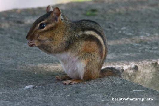 Eastern Chipmunk Portrait 23-0700 Horizontal
